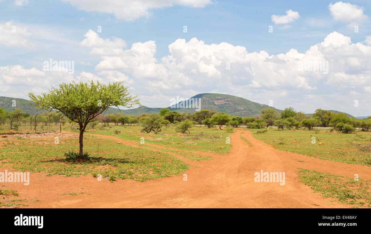 Arbusti che sono la tipica vegetazione comune nella savana secca praterie del Botswana Foto Stock