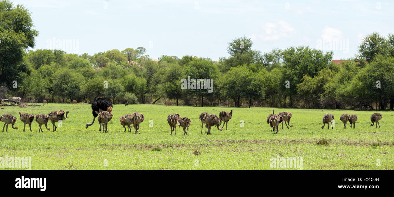 Uno struzzo pascolo del bestiame a Gaborone Game Reserve in Gaborone, Botswana Foto Stock