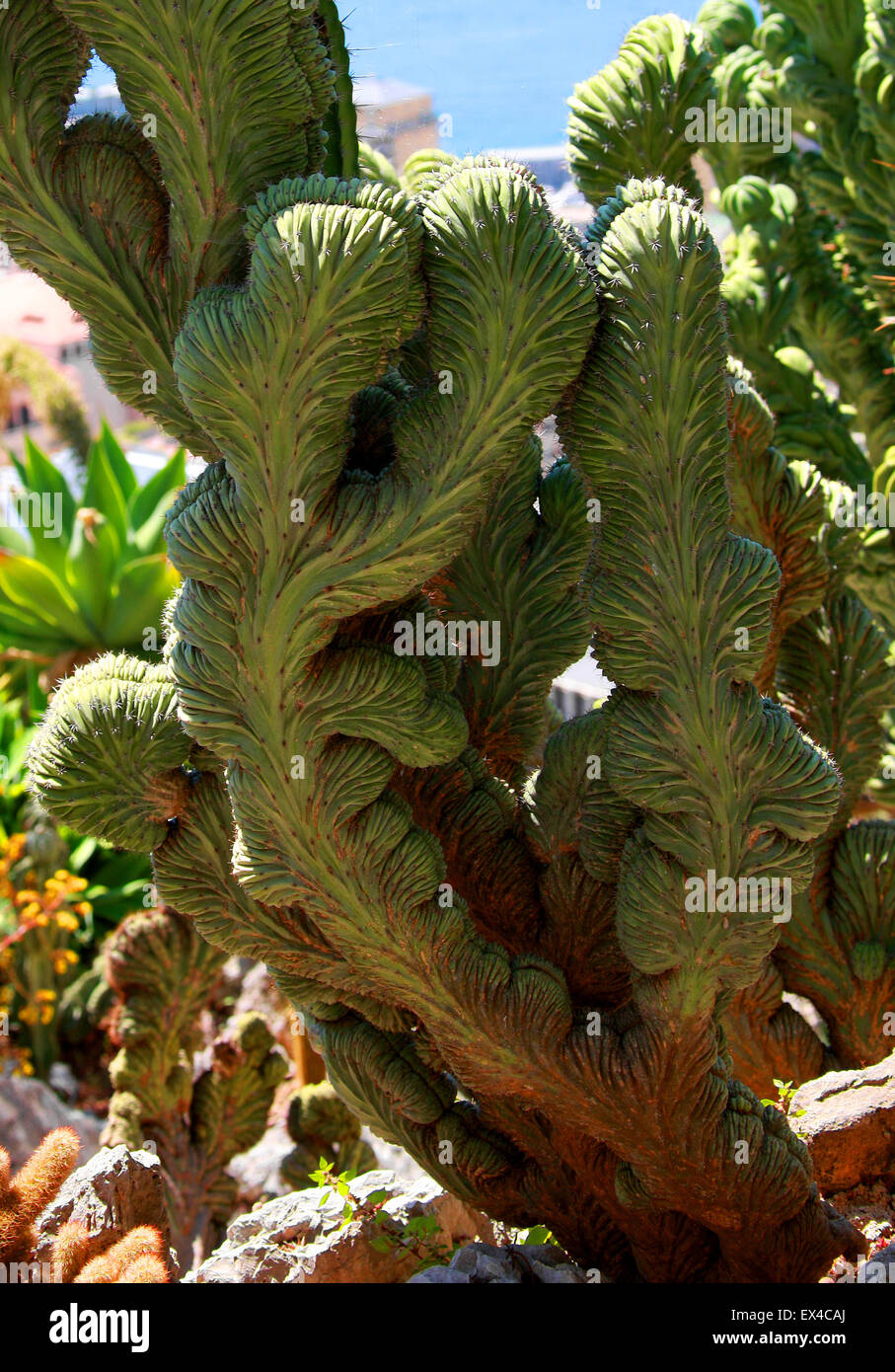 Cristate Cactus, Polaskia chichipe cristata, Cactaceae. Messico. Monaco Giardini Botanici, Monaco. Foto Stock