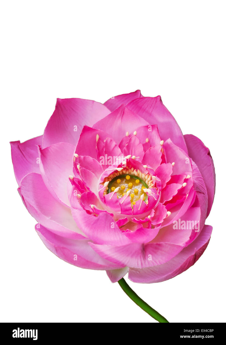 Acqua di rosa fiore di giglio (Lotus) e sfondo bianco, artificiale fiore di loto è un simbolo importante nella cultura asiatica, Clipping pa Foto Stock