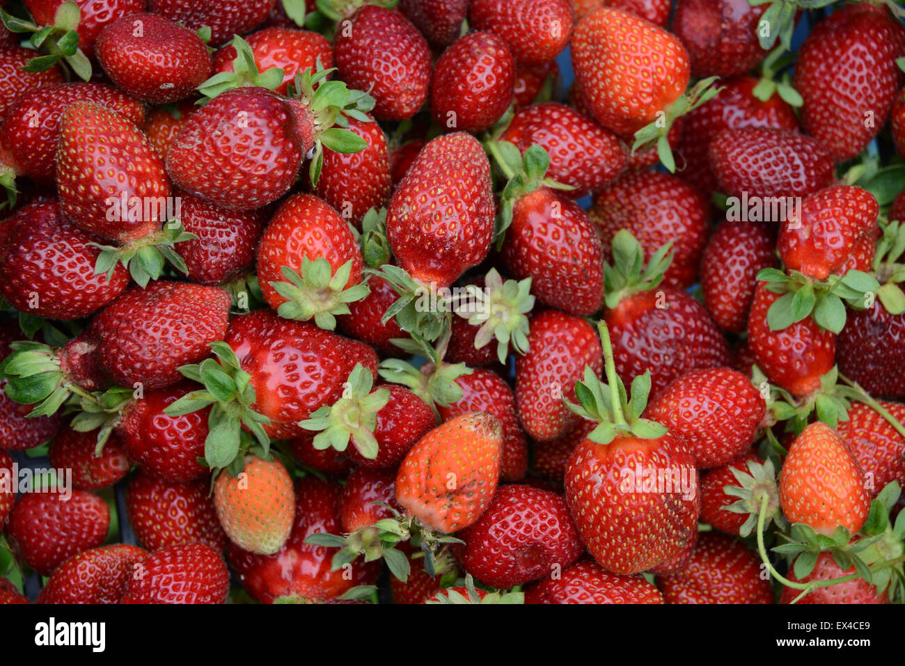 Fragole fresche Foto Stock