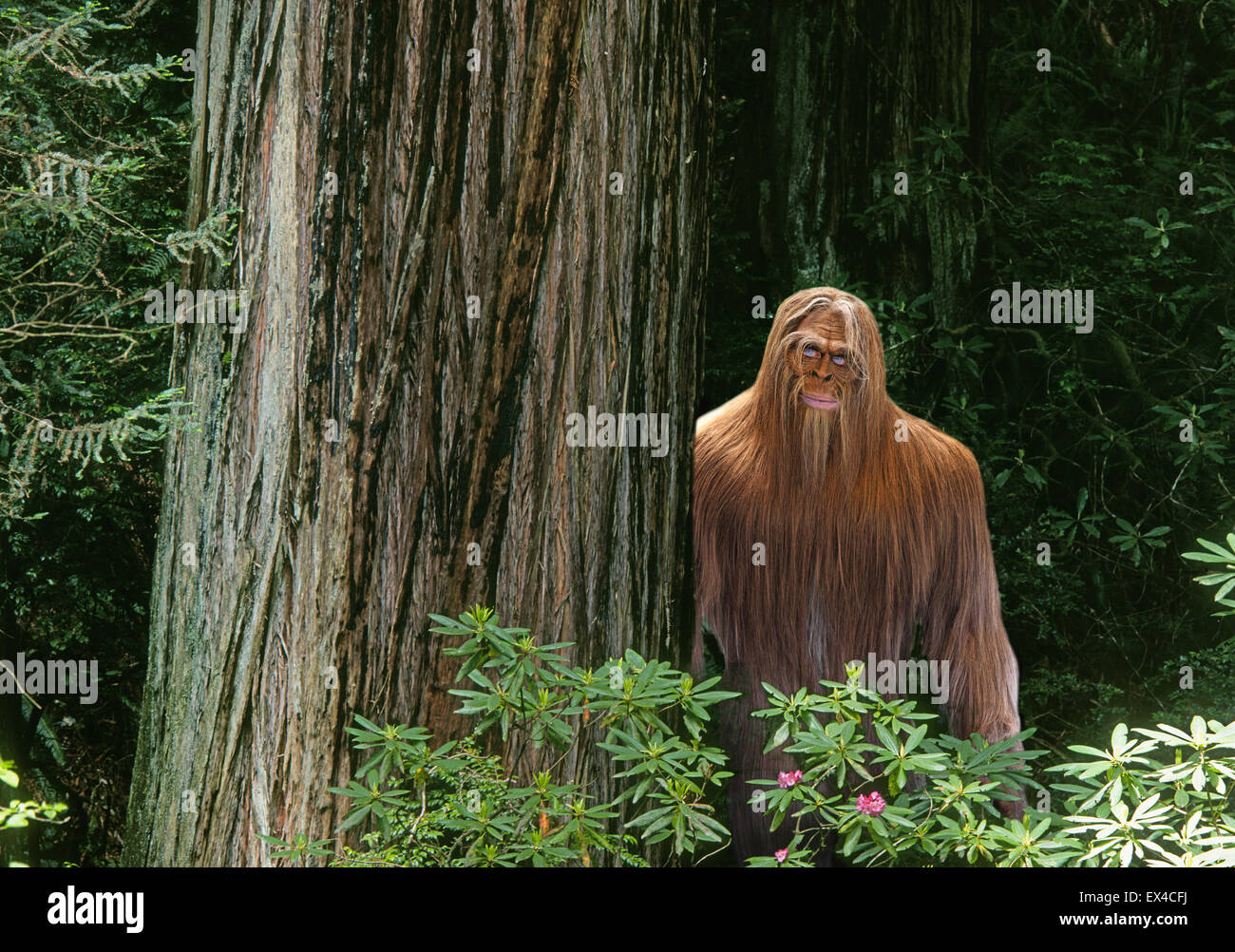 Un Bigfoot o Sasquatch nascondere in una densa Pacific Northwest foresta di pioggia. Foto Stock