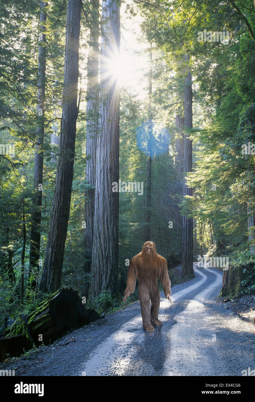 Un Sasquatch, conosciuto anche come Bigfoot, si sposta silenziosamente lungo una strada forestale in una fitta foresta di pioggia nel nord-ovest del Pacifico. Foto Stock