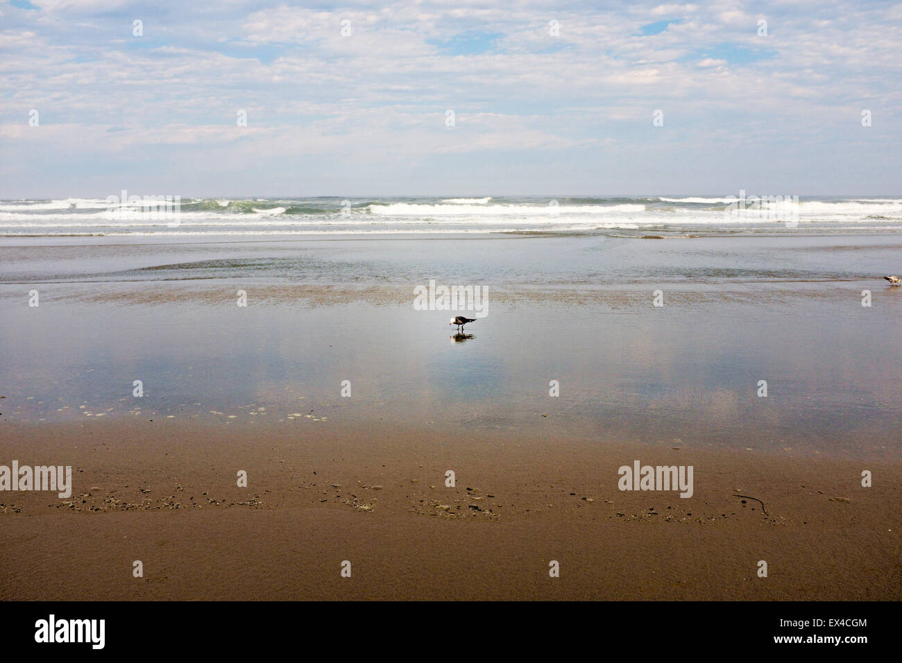 Un solitario seagull alimentazione su una spiaggia tranquilla vicino a Newport, Oregon Foto Stock