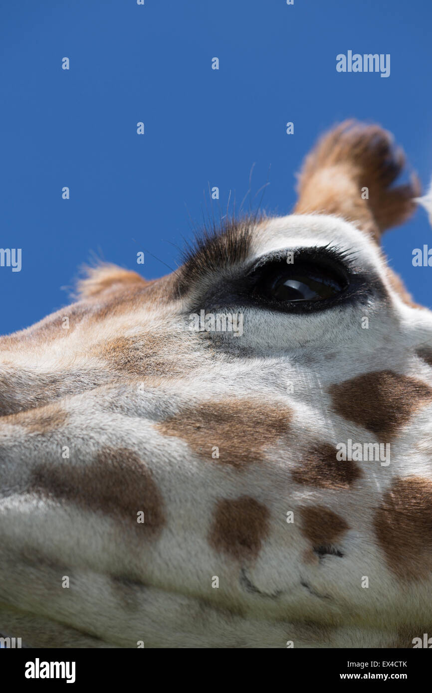 A chiudere l'immagine di un occhio le giraffe e ciglia con cielo blu sullo sfondo Foto Stock