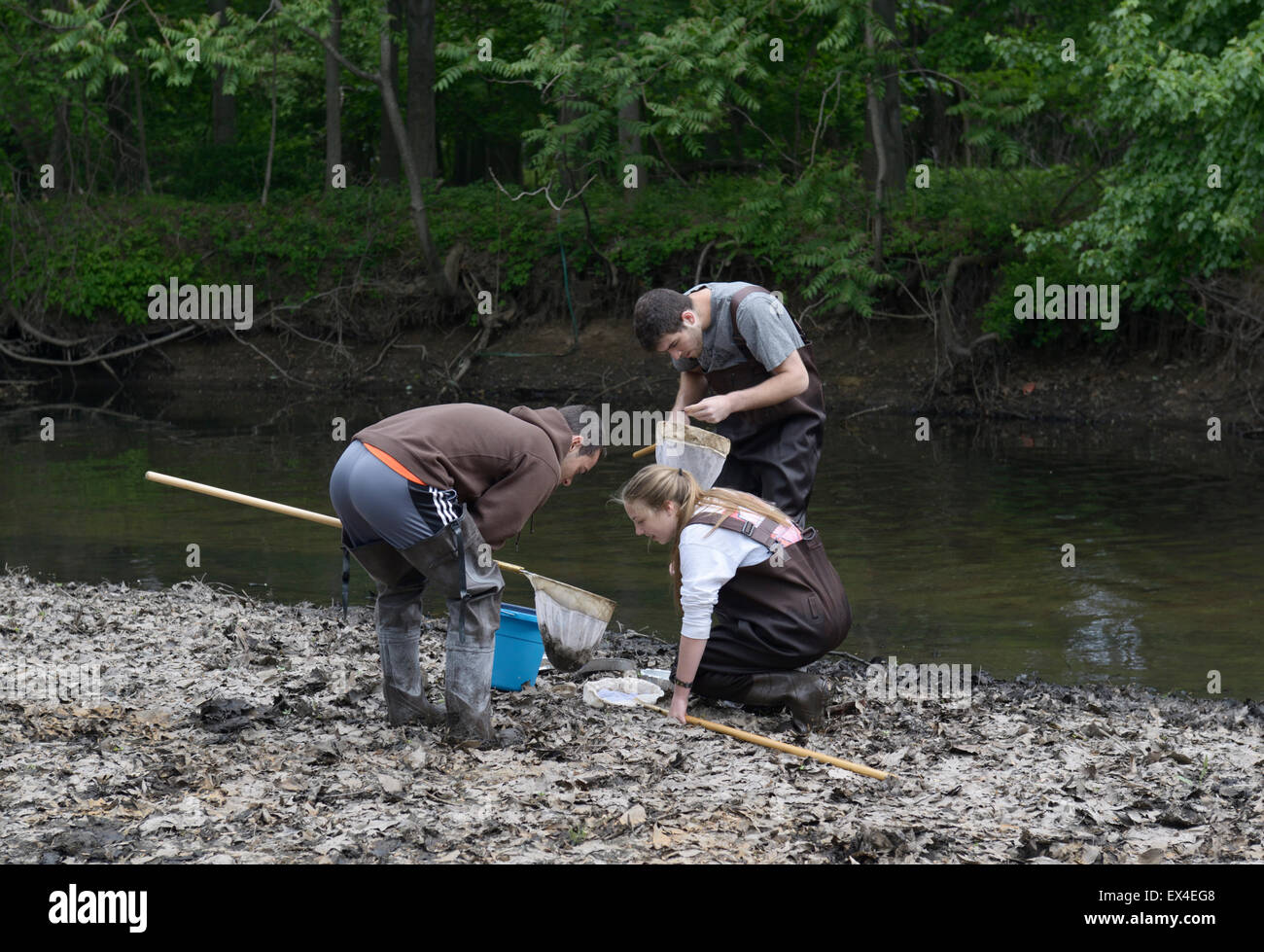 Gli studenti della scuola secondaria di reti di controllo per gli indicatori acquatici di qualità di acqua su un fiume ecologia Field Trip Foto Stock