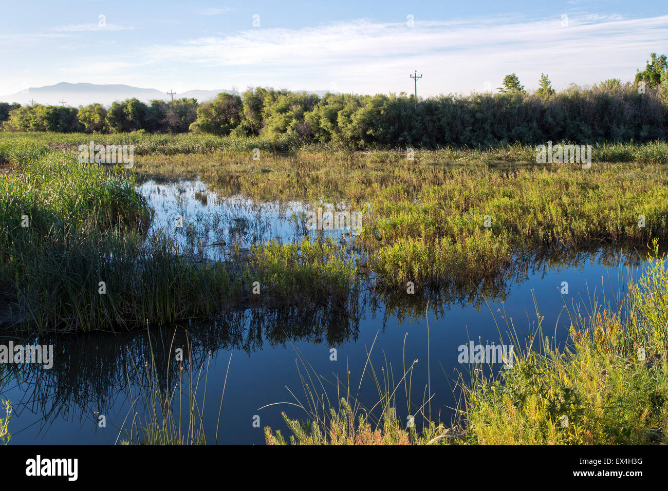 Stoccaggio degli effluenti stagno, vegetazione nativa. Foto Stock