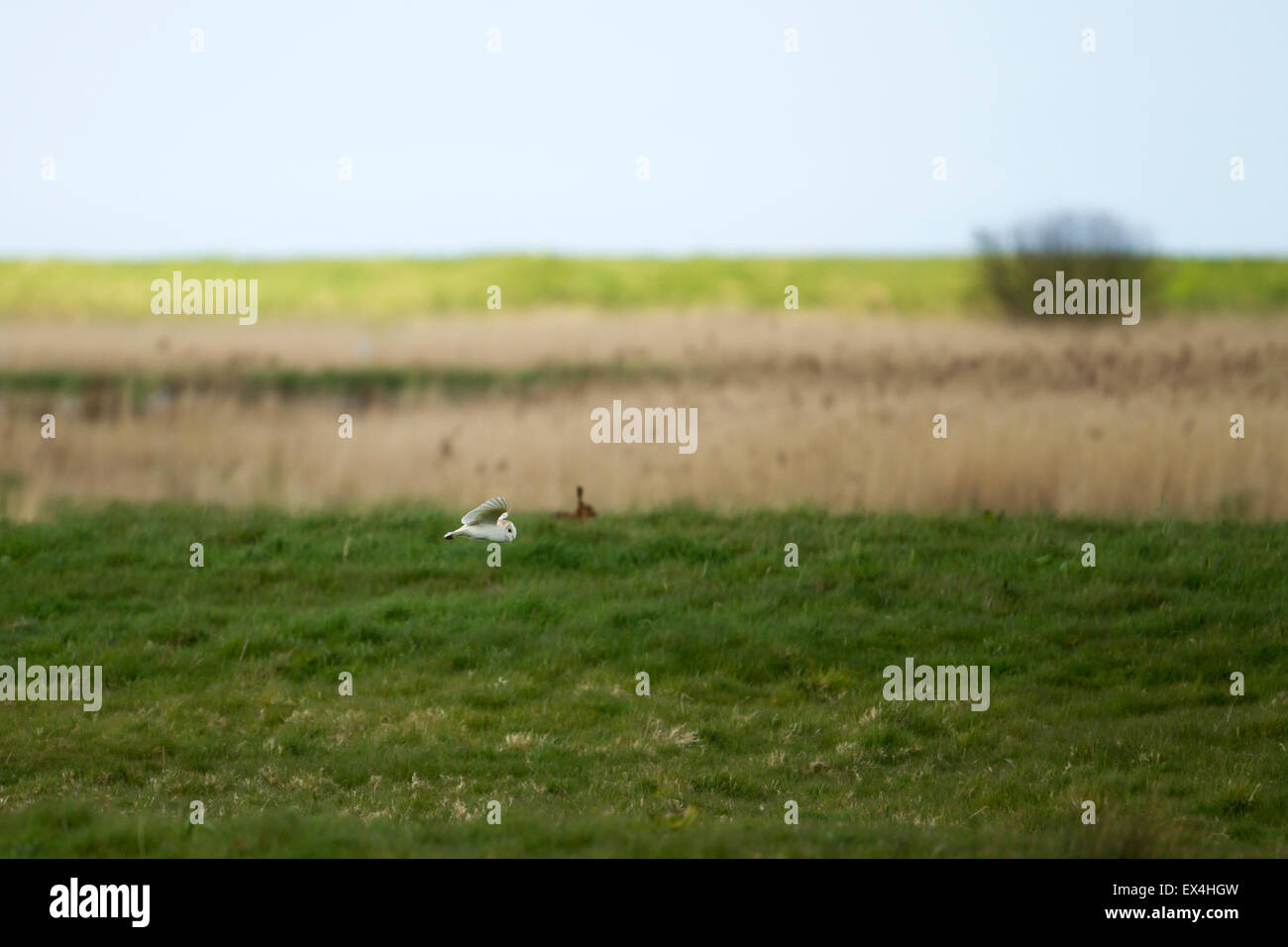 Wild barbagianni caccia sulla Norfolk marsh con la lepre in background (Tyto alba) - REGNO UNITO Foto Stock