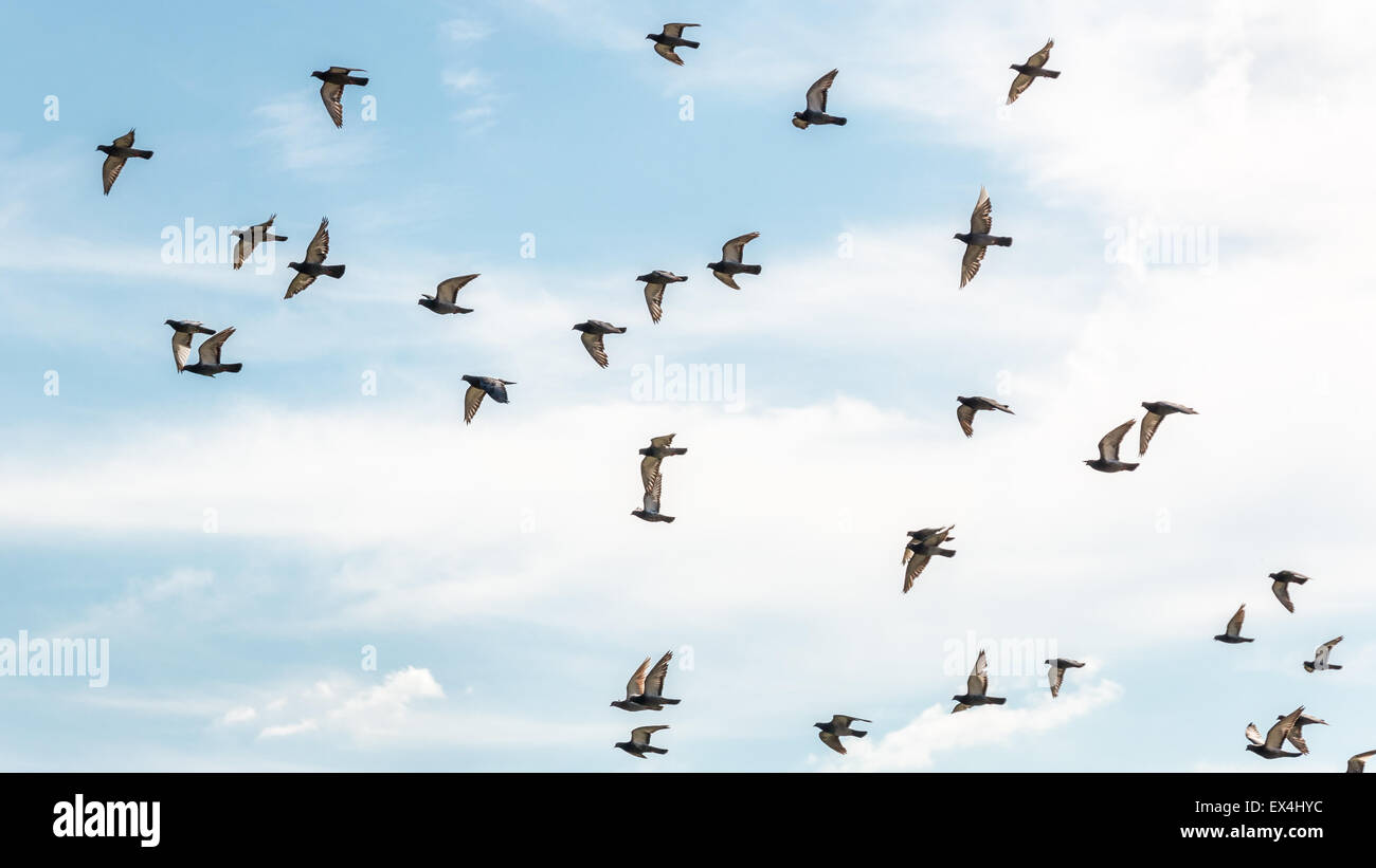 Molti i piccioni volavano in aria con le ali stese Foto Stock