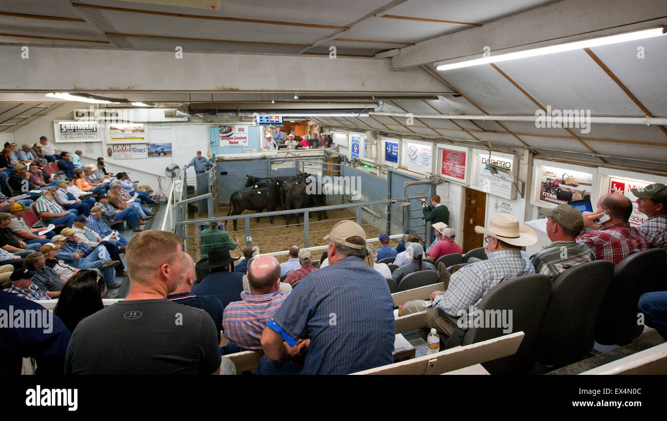 Lexington mercato del bestiame, Nebraska, STATI UNITI D'AMERICA Foto Stock