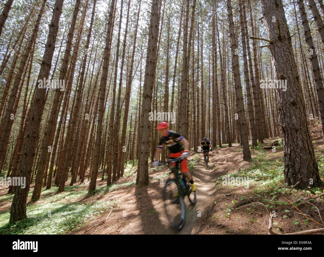 Mountain bike sui veli trail nel Regno sentieri, Vermont, USA Foto Stock