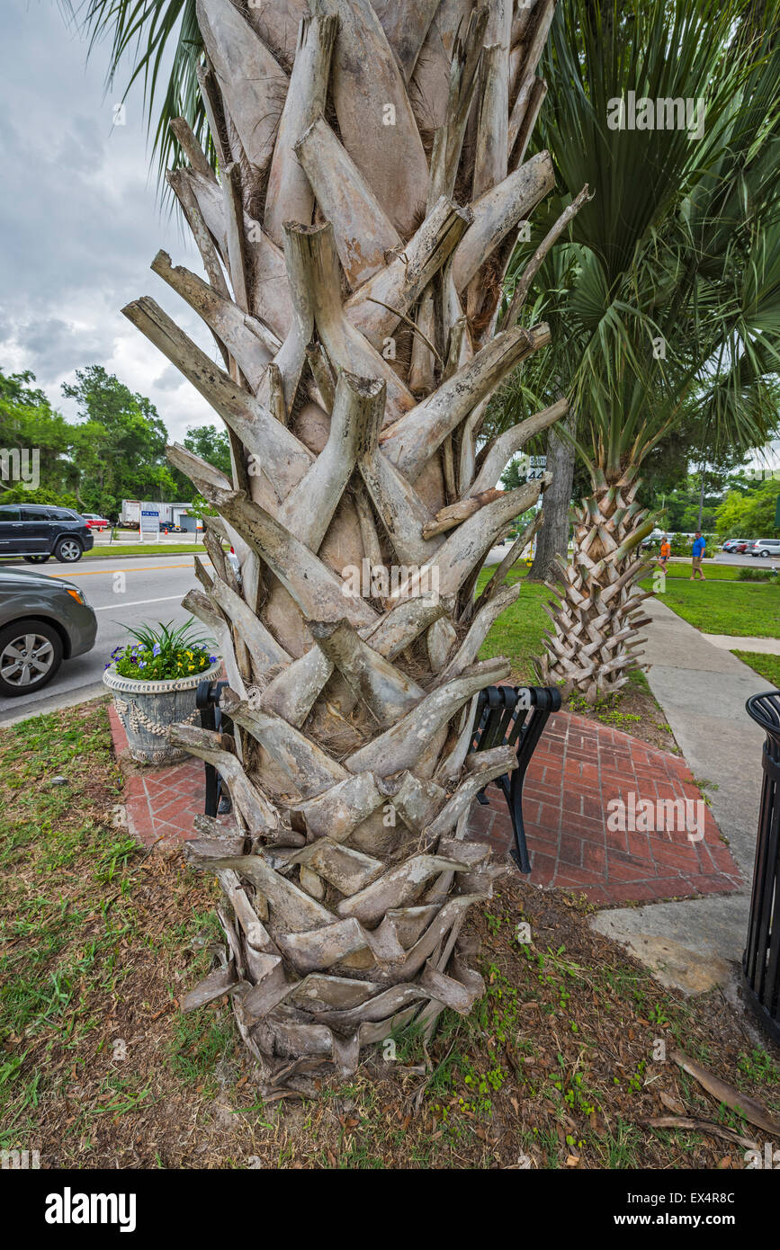 Una piccola tasca parco nella città di alta molle, Florida offre lo stato albero la sabal palm. Foto Stock