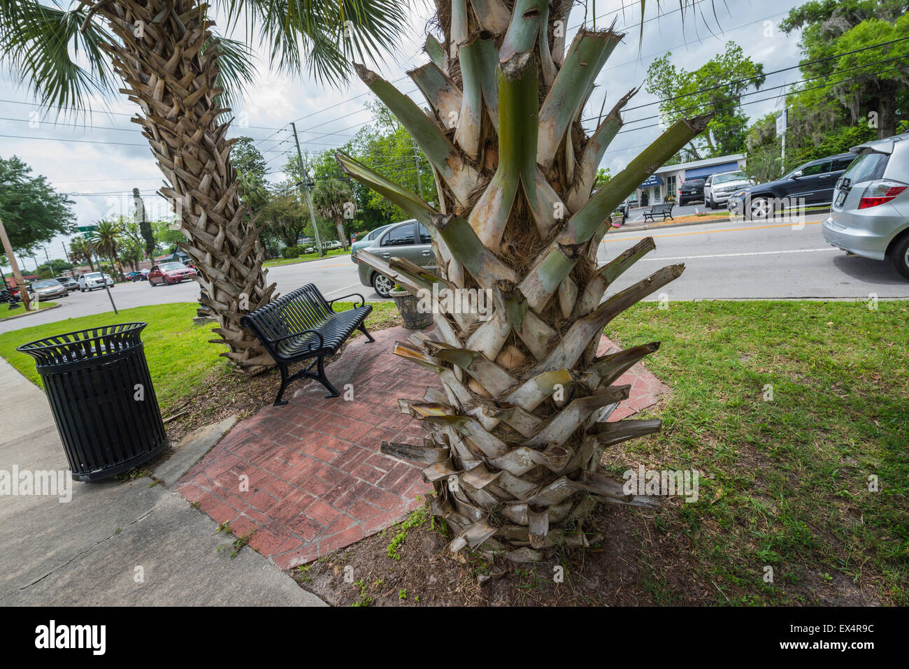 Una piccola tasca parco nella città di alta molle, Florida offre lo stato albero la sabal palm. Foto Stock