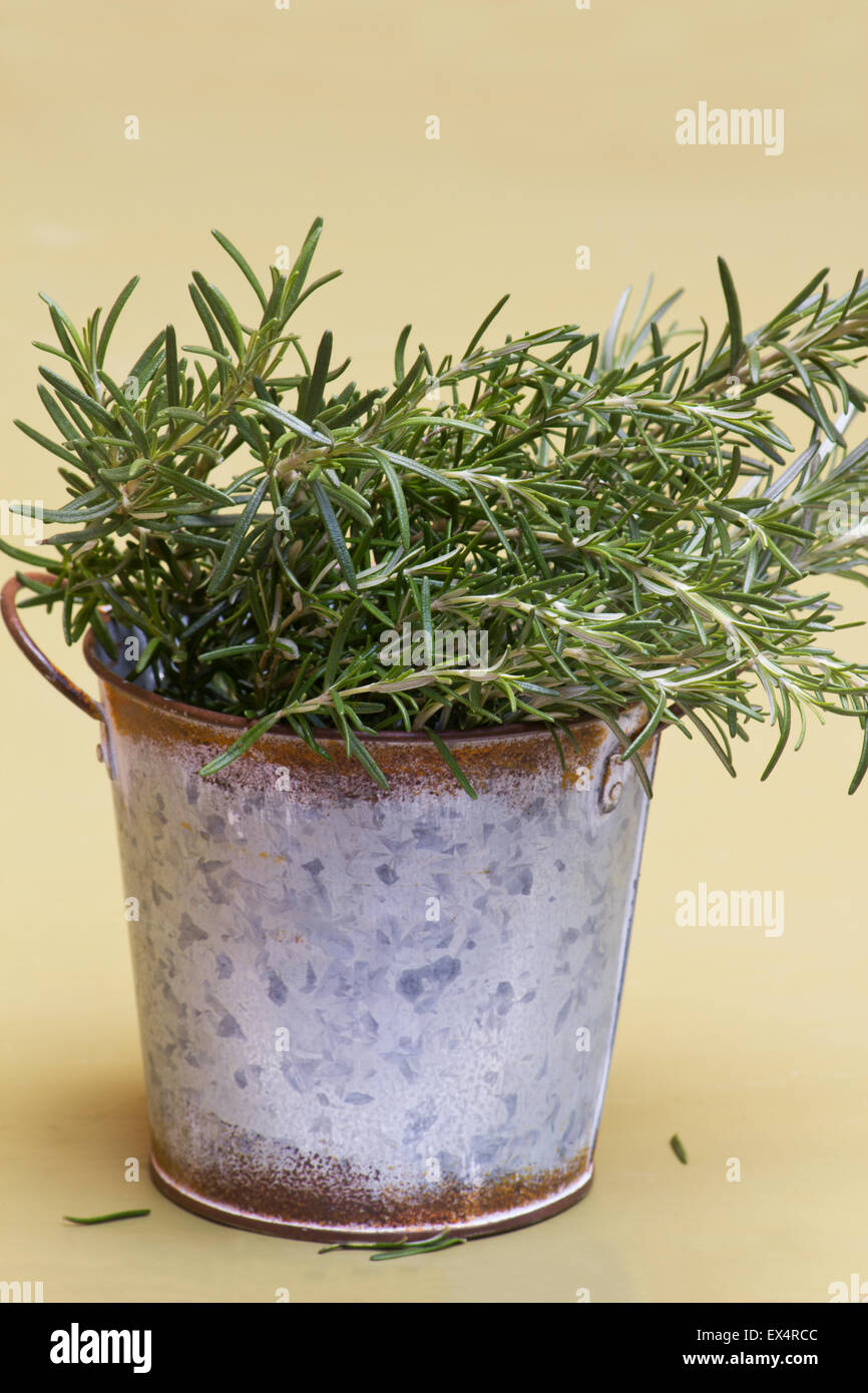 Rosemary (Rosmarin officinalis) Talee in un vaso di stagno su uno sfondo verde Foto Stock