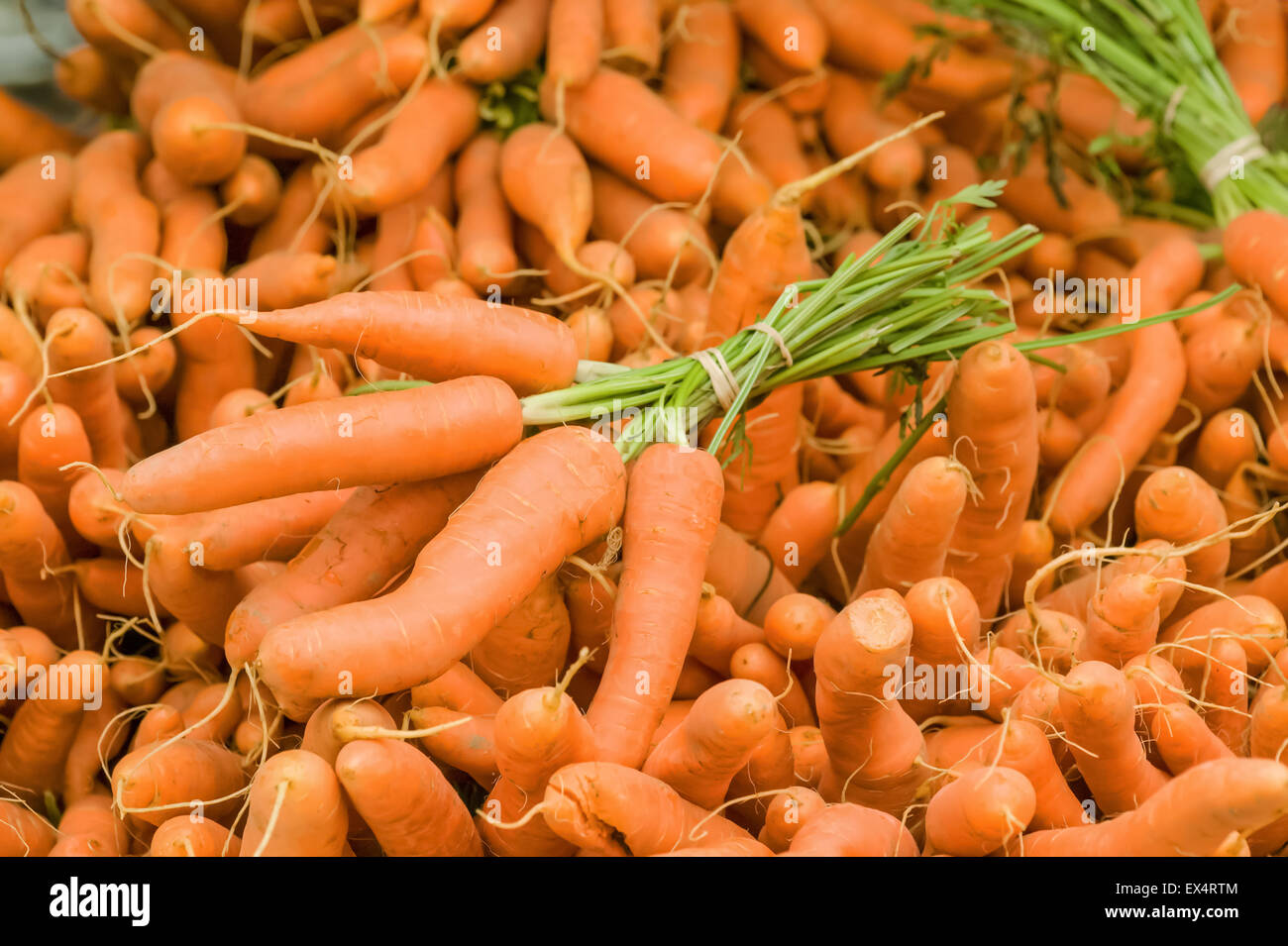 Cataste di carote organico a un mercato di agricoltori in Issaquah, Washington, Stati Uniti d'America Foto Stock