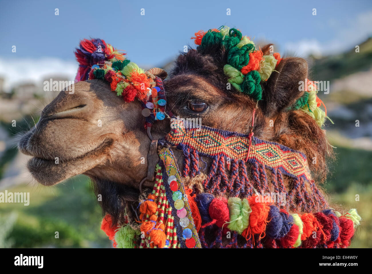 Un cammello decorata in stile turco Foto Stock