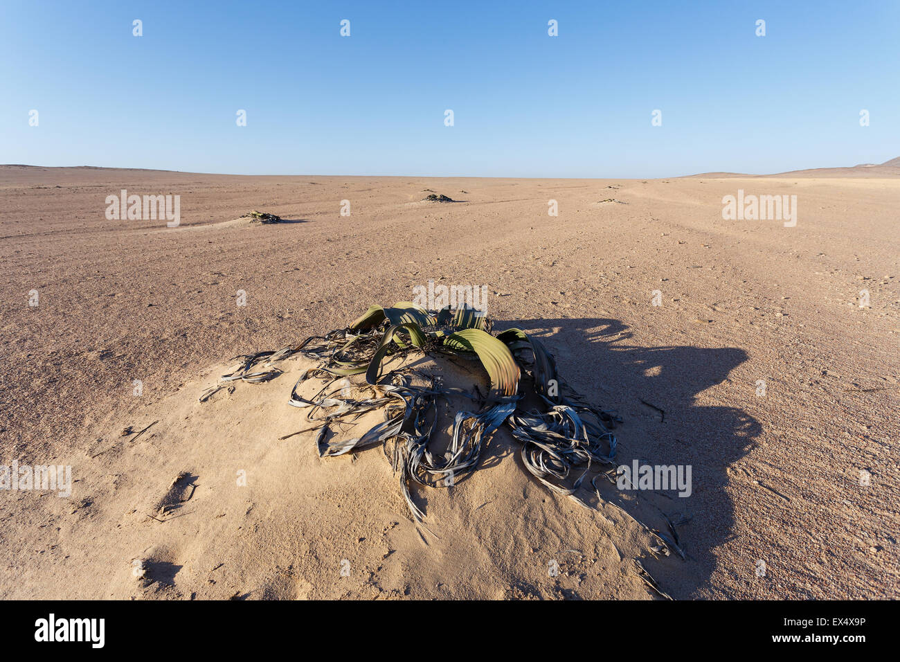 Splendido esempio di Welwitschia mirabilis è stimato a più di 1500 anni,Erongo, Namibia, incredibile deserto impianto, liv Foto Stock