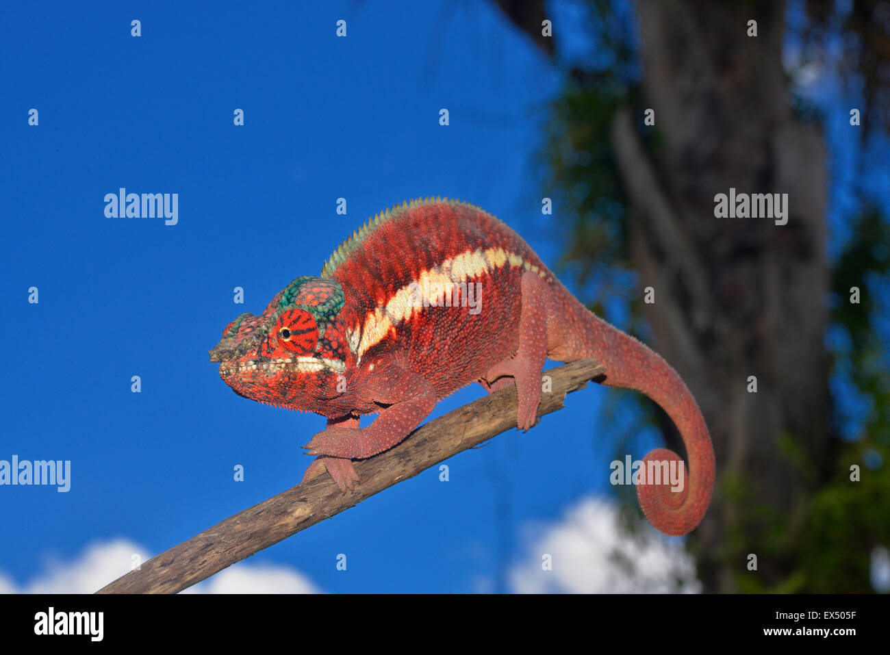 Maschio di panther chameleon (Furcifer pardalis), le foreste pluviali delle pianure di Ankaramy, Northwestern Madagascar Foto Stock