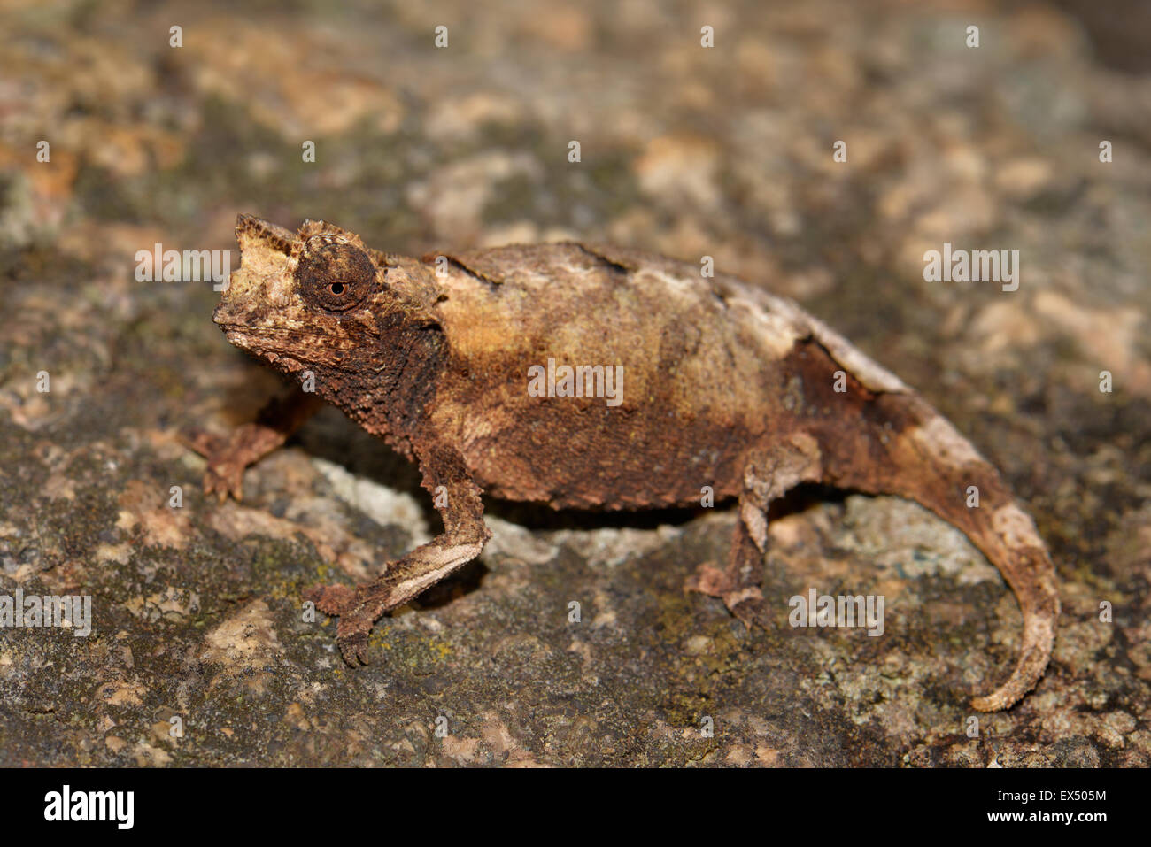 Nuove specie di foglia chameleon (Brookesia brunoi) Andringitra Parco Nazionale, nelle Highlands Meridionali del Madagascar Foto Stock