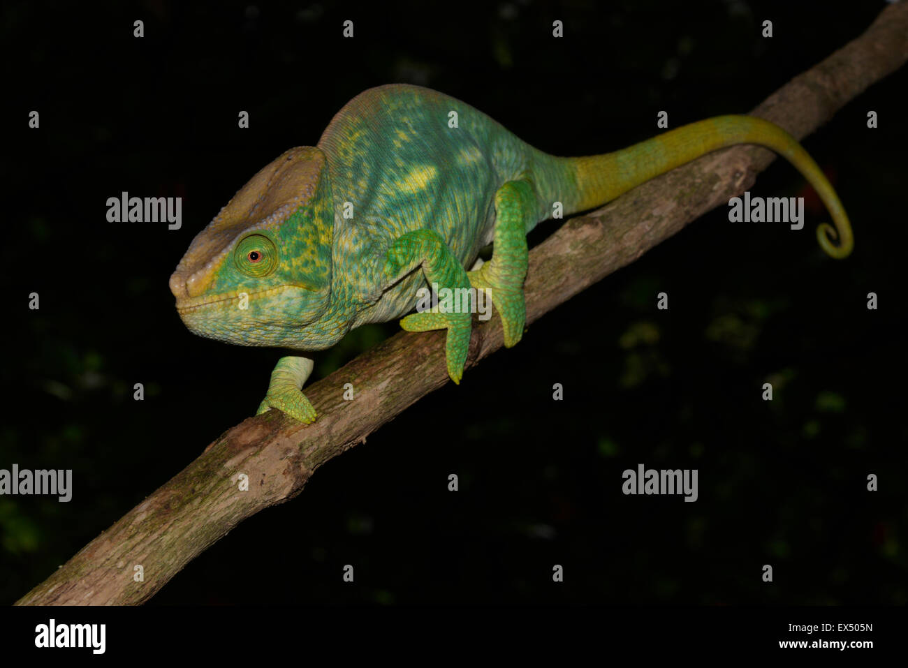 Parson's chameleon (Calumma parson), Ranomafana National Park, Sud-est del Madagascar Foto Stock