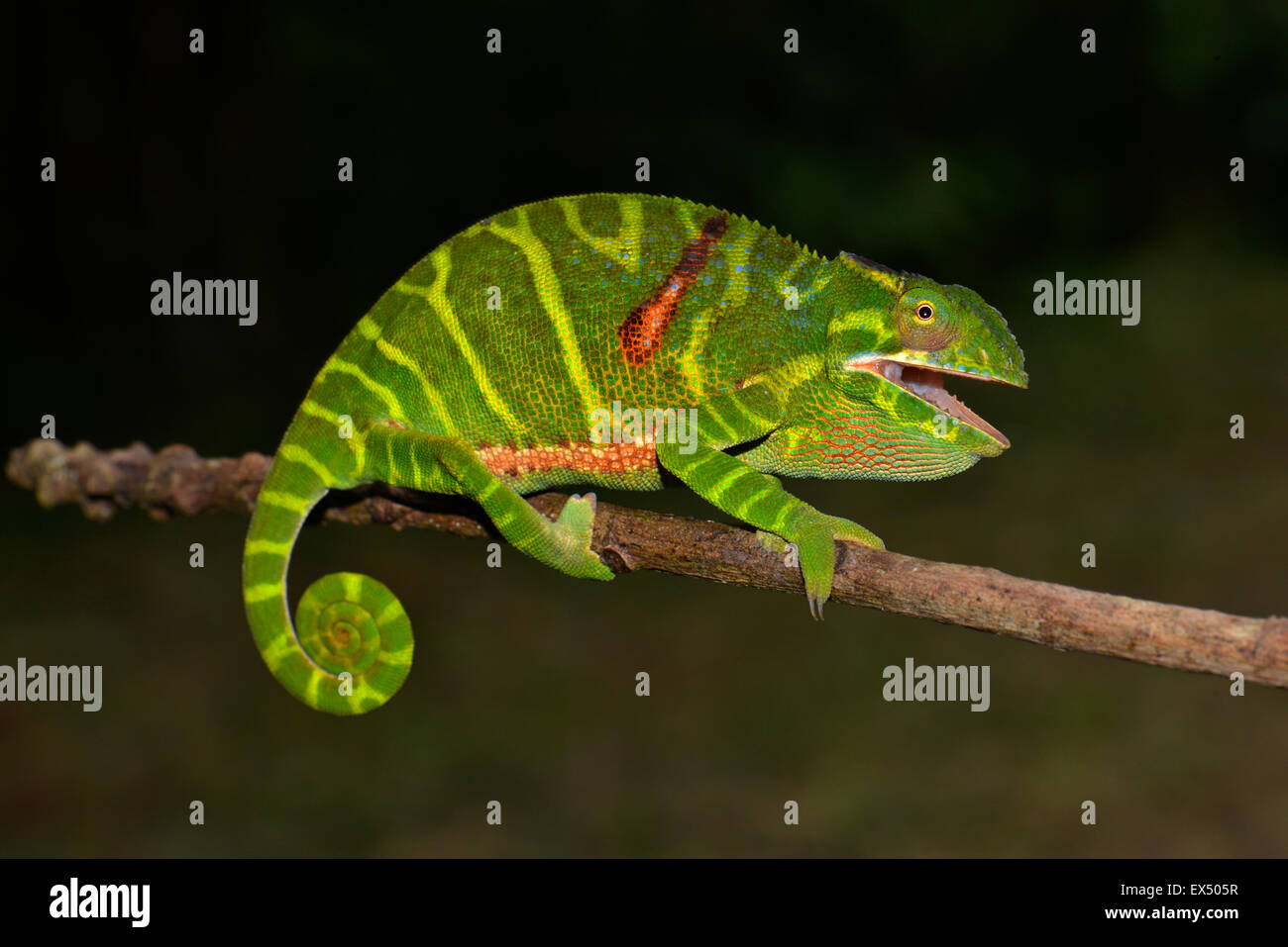 Femmina (chameleon Furcifer timoni), Montagne d'Ambre, il Parco nazionale del Madagascar settentrionale Foto Stock