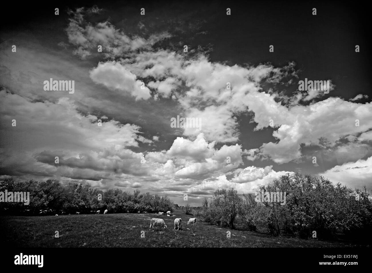 Charolais bovini da carne, Hillrose, Colorado, STATI UNITI D'AMERICA Foto Stock