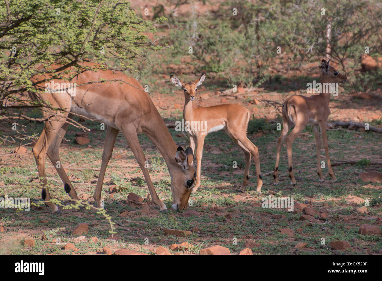 Impala famiglia al Mokolodi nella Riserva Naturale del Botswana Foto Stock