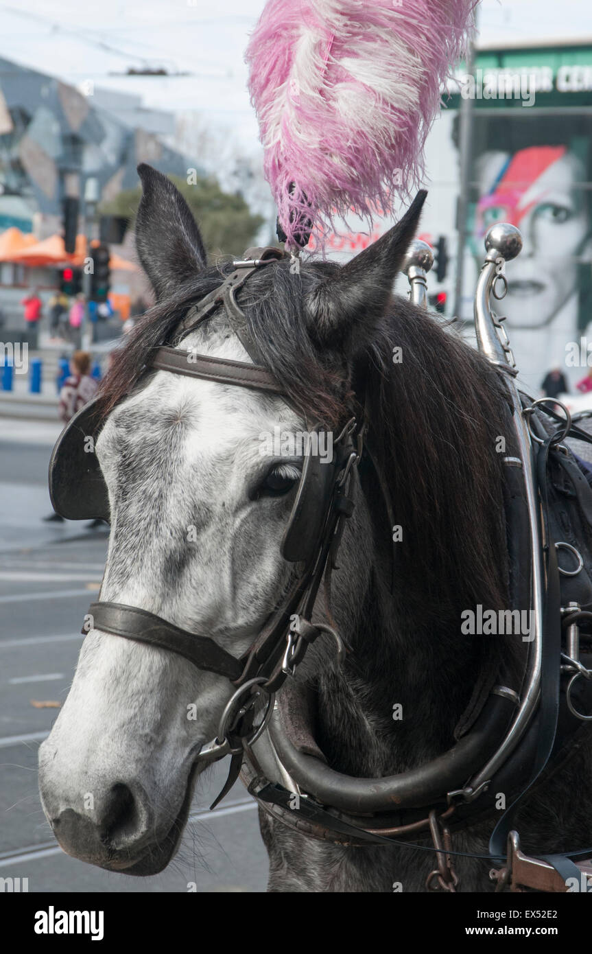 Carrello di appoggio a cavallo tra gli impegni in Swanston Street, Melbourne Foto Stock
