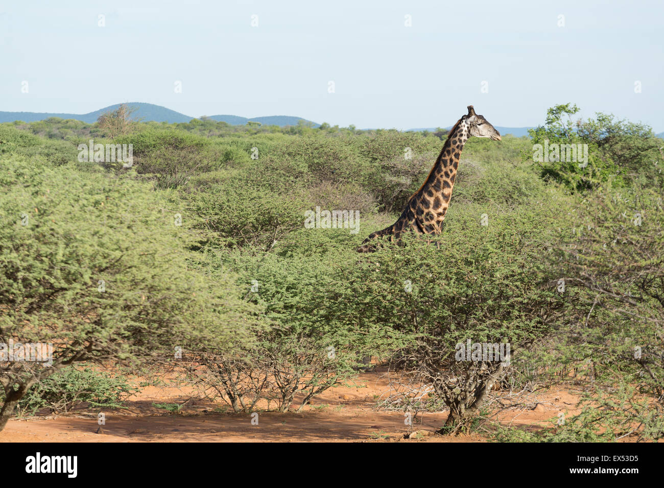 Giraffa presso la Mokolodi nella Riserva Naturale del Botswana Foto Stock