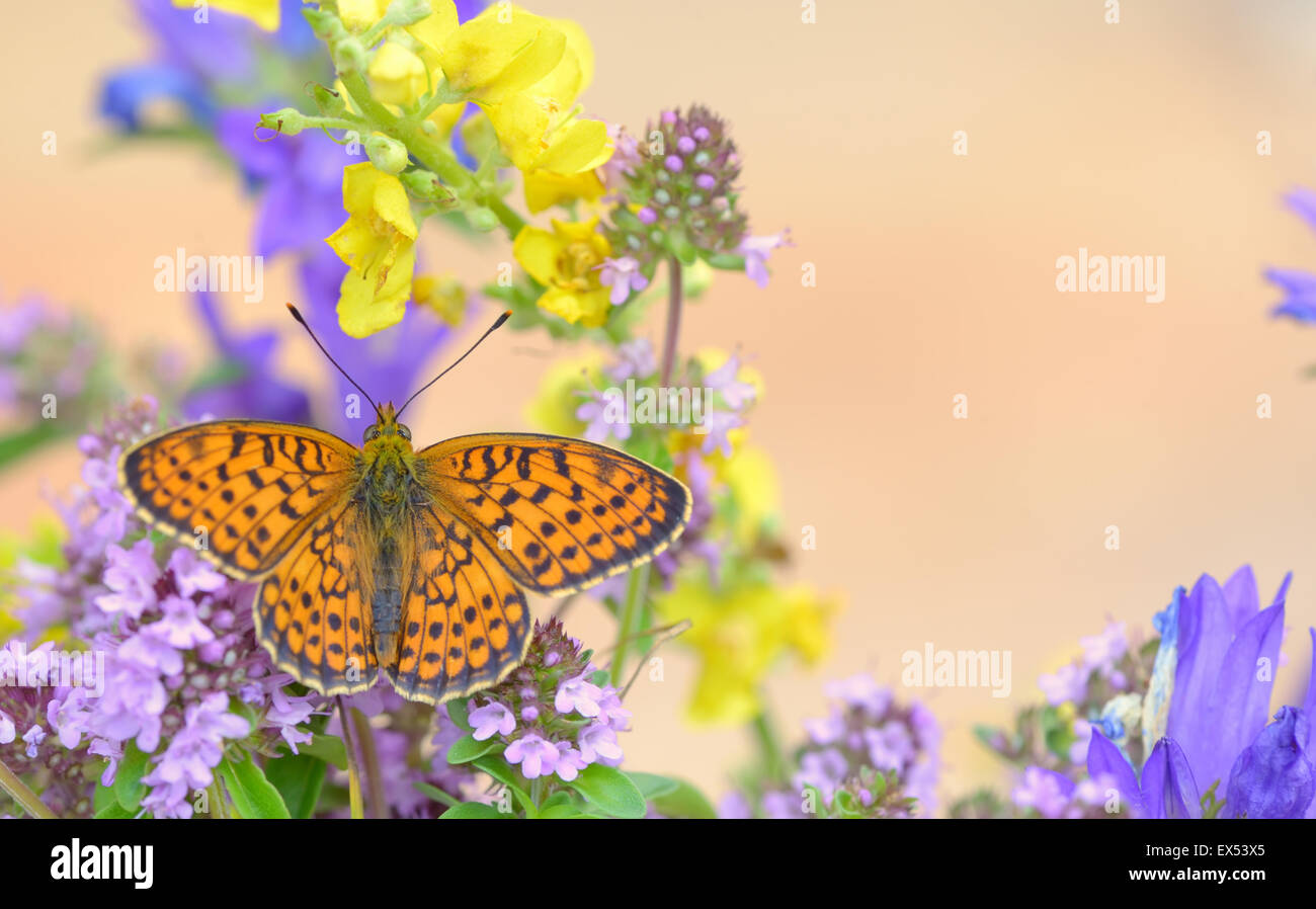 Farfalla monarca sul fiore giallo Foto Stock