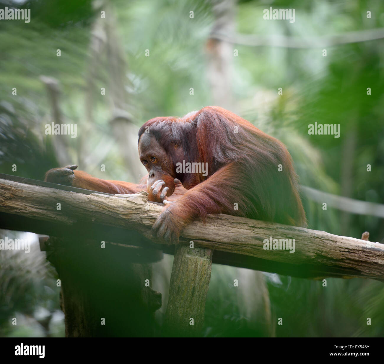 Orangutan adulto seduto nel profondo di pensieri, con la giungla come sfondo, la profondità di campo Foto Stock