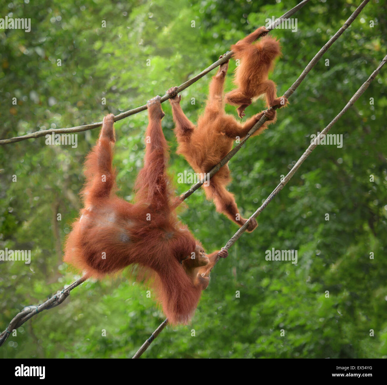 Famiglia orangutan in pose divertenti passeggiate su liana in una giungla Foto Stock