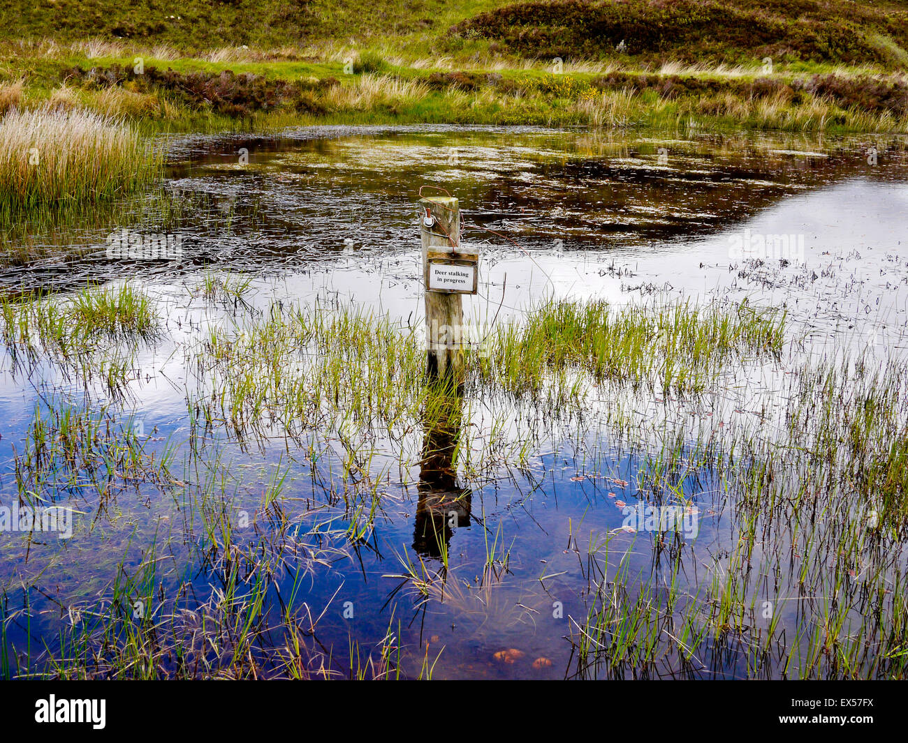 Cervo Stalking segno nel mezzo di un laghetto Highlands scozzesi, Scozia UK. Foto Stock