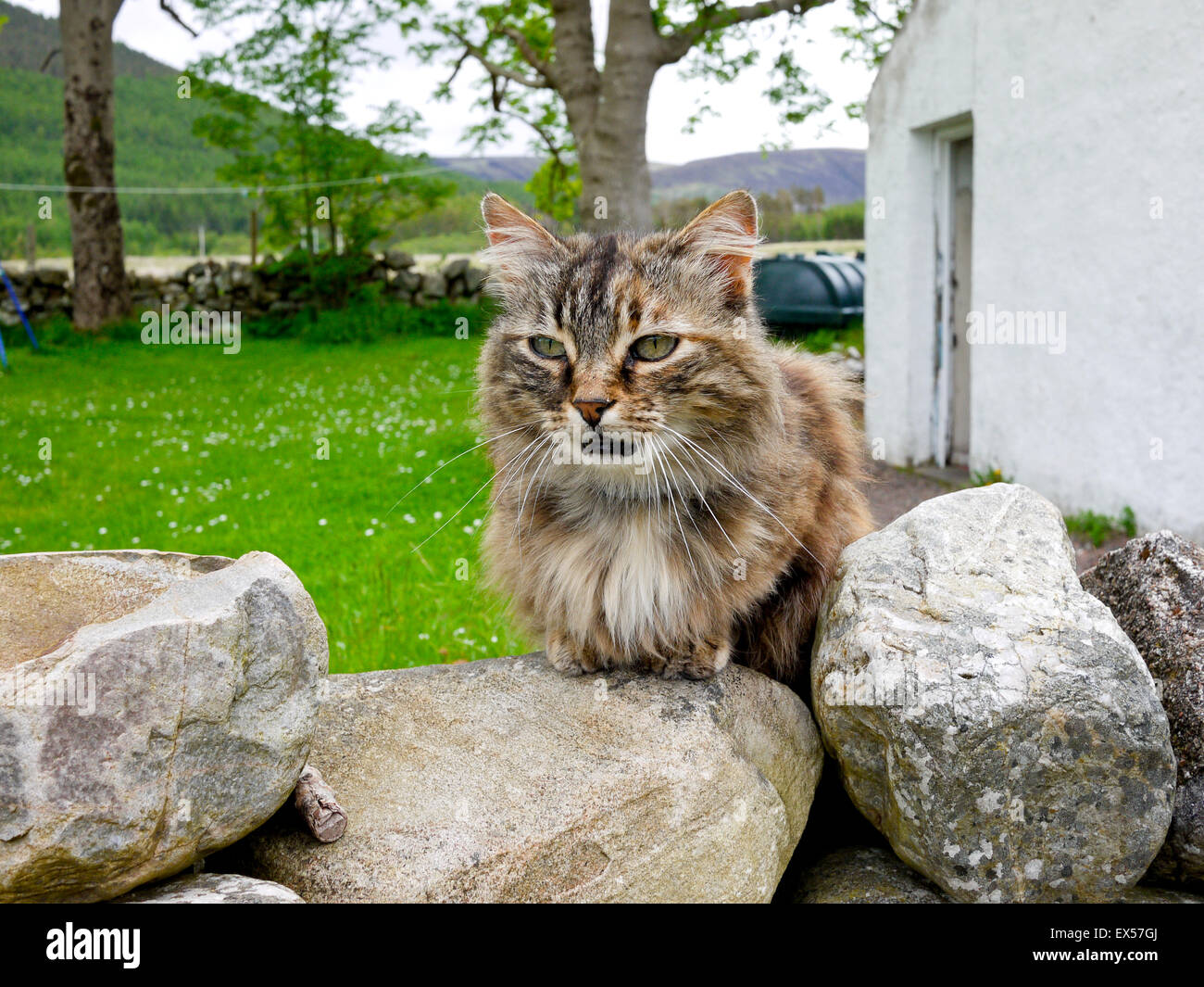 Gatto seduto su di una parete della campagna scozzese, Scozia,UK Foto stock  - Alamy