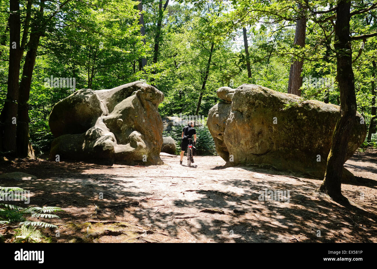 Fontainebleau masso, bouldering, arrampicata, arrampicata, circuiti a Fontainebleau, Francia. Foto Stock