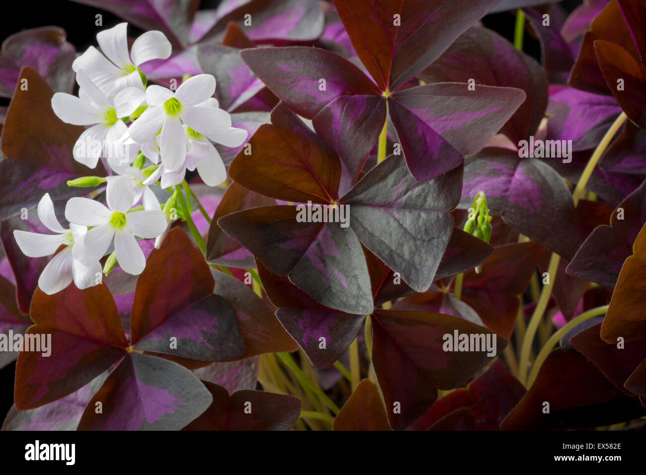 LEAFED BRONZATO OXALIS, fiori da giardino, Oxalis triangularis in fiore. Foto Stock