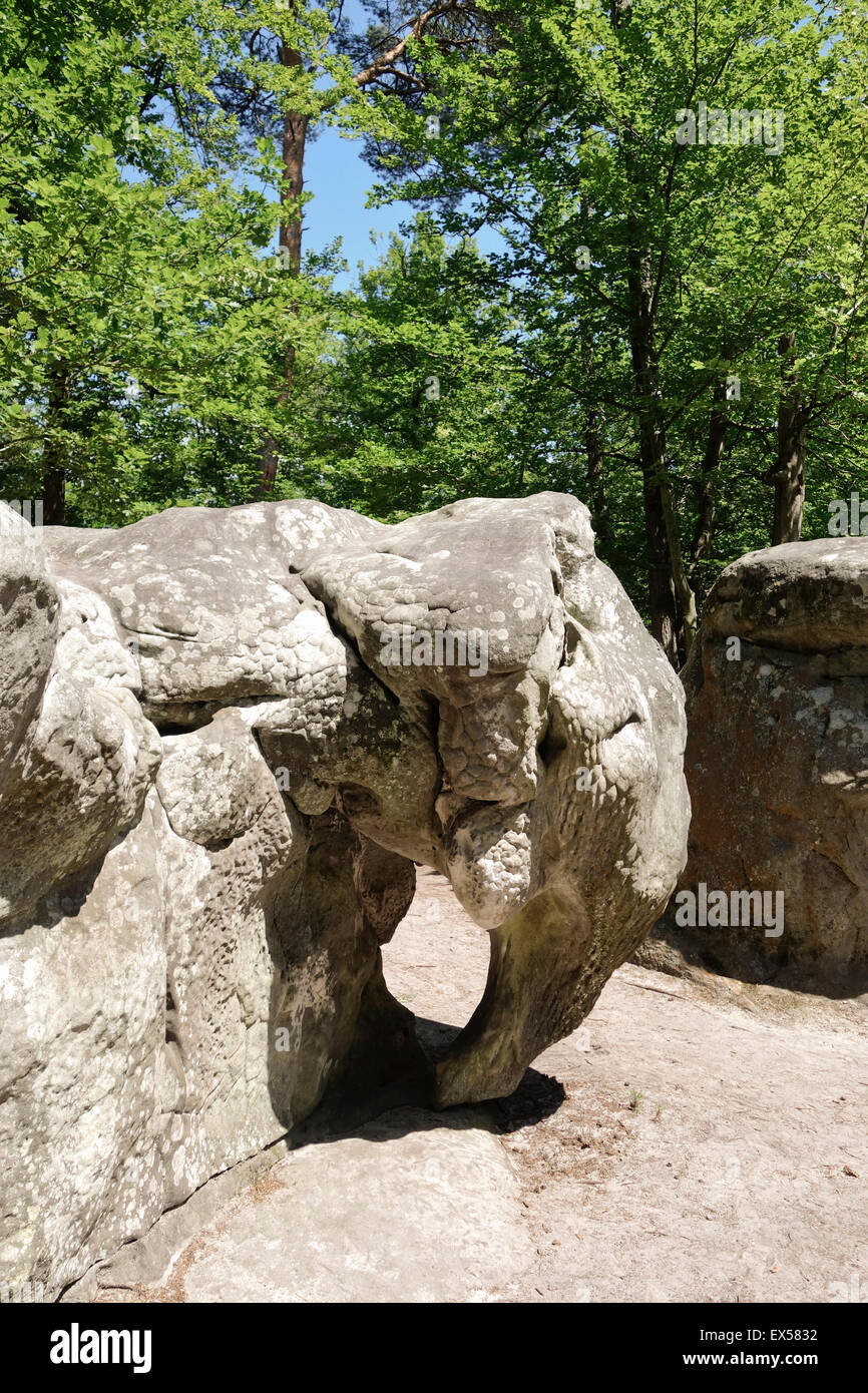 L'Elefante, massi di arenaria, bouldering, arrampicata, arrampicata su roccia, circuiti a Fontainebleau, Francia. Foto Stock