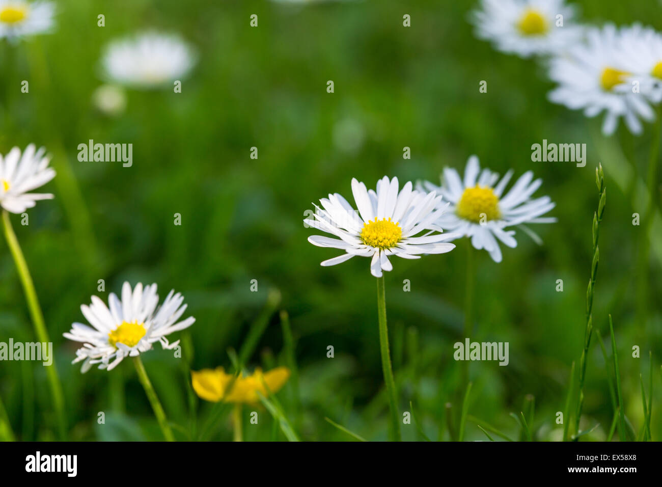 Prato estivo con marguerites ed erba verde Foto Stock