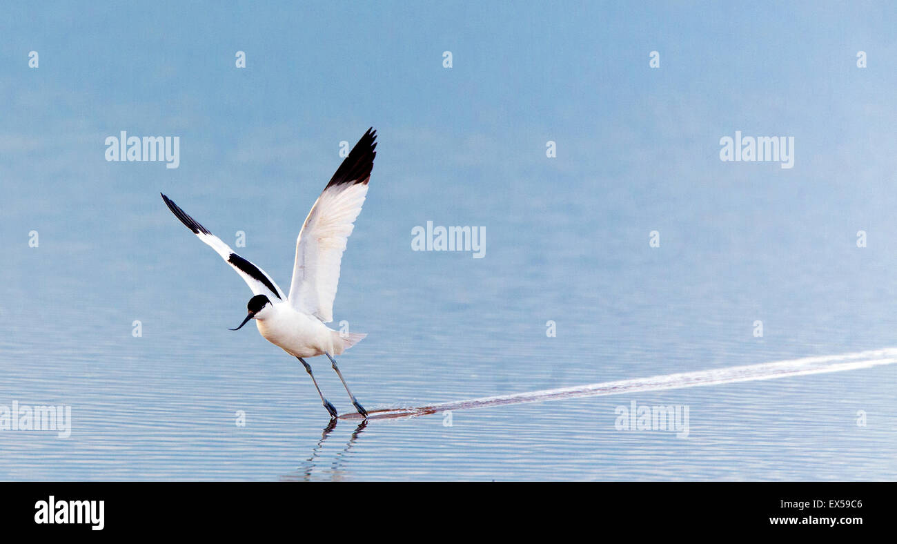 Avocet urlando verso ancora un altro uccello che ha avuto il coraggio di venire ovunque sentire i suoi pulcini. Questo rappresenta un nuovo metodo di attacco. Foto Stock