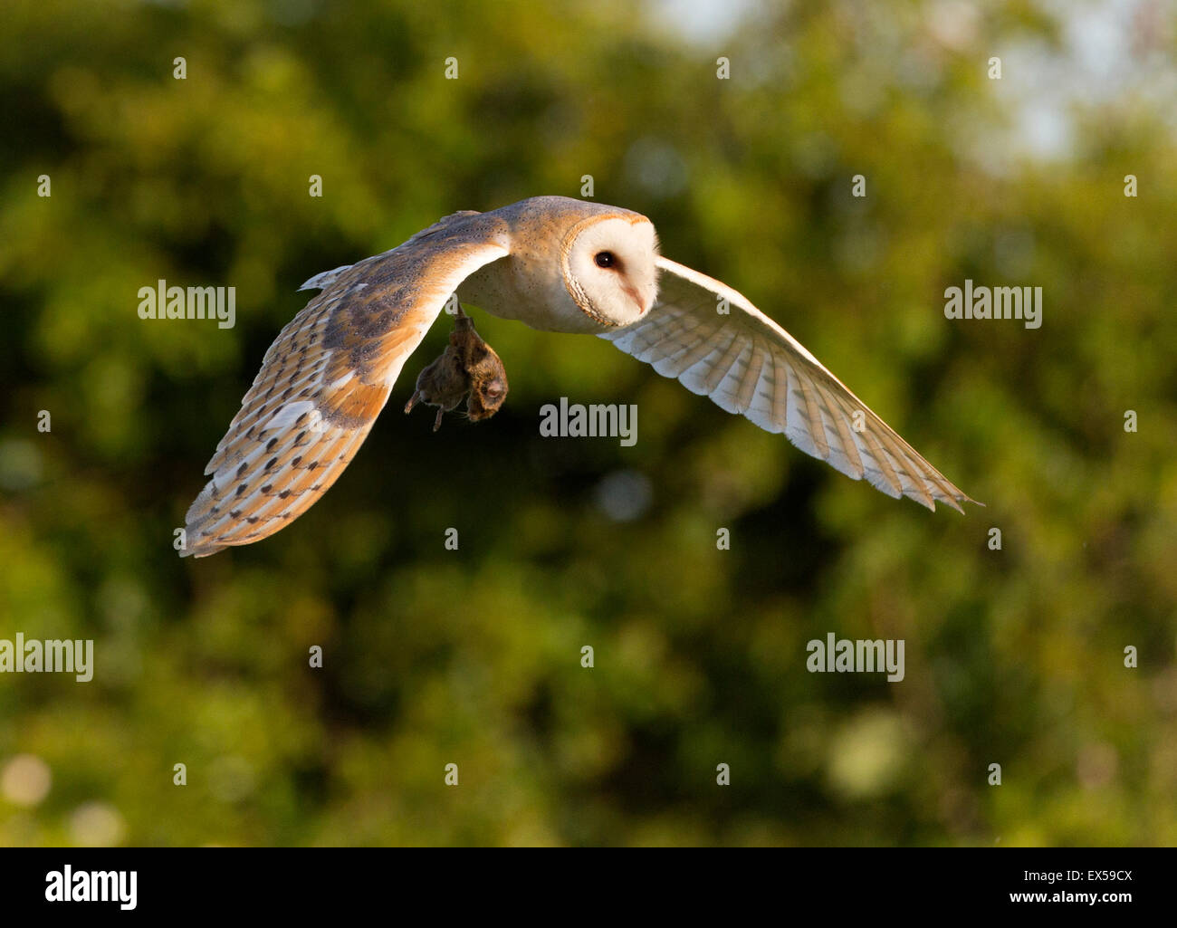 Il barbagianni (Tyto alba) in volo con la preda Foto Stock