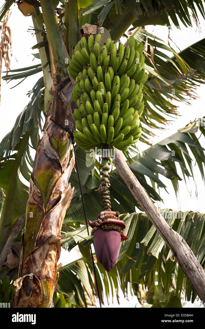 ESP, Spagna, Canarie, l'isola di La Palma, piante di banana con il fiore vicino a las Indias. ESP, Spanien, Kanarische isole, Foto Stock