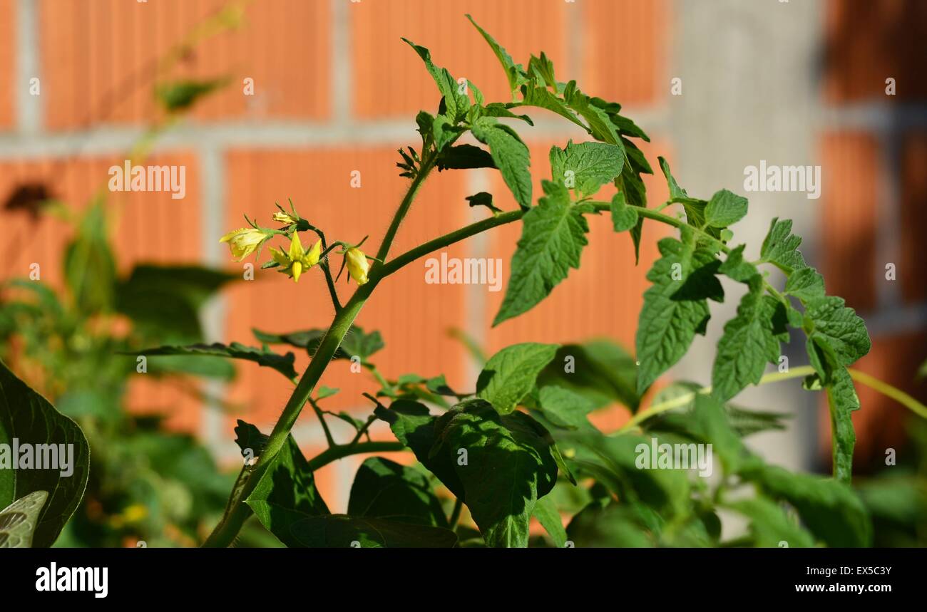 Steli di pomodori Foto Stock