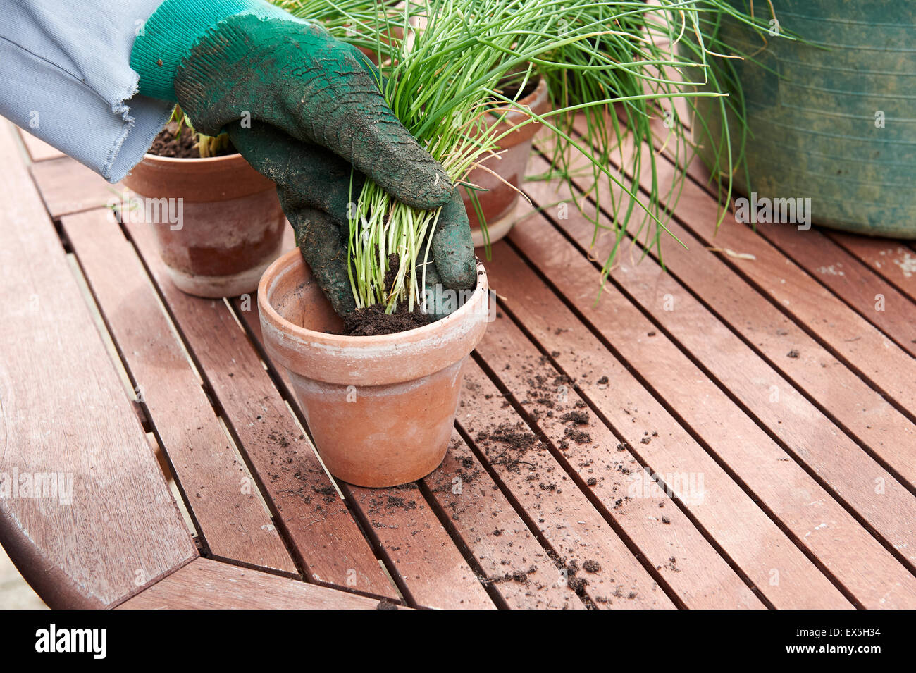 Un giardiniere di incapsulazione su erba cipollina in vasi di terracotta. Foto Stock