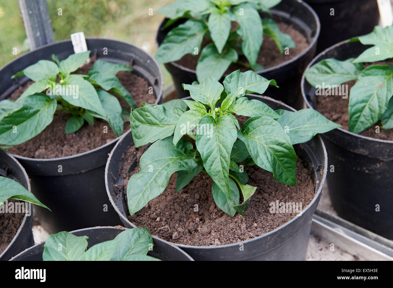 "Razzmatazz' Pepe di piante in vaso in una serra. Foto Stock