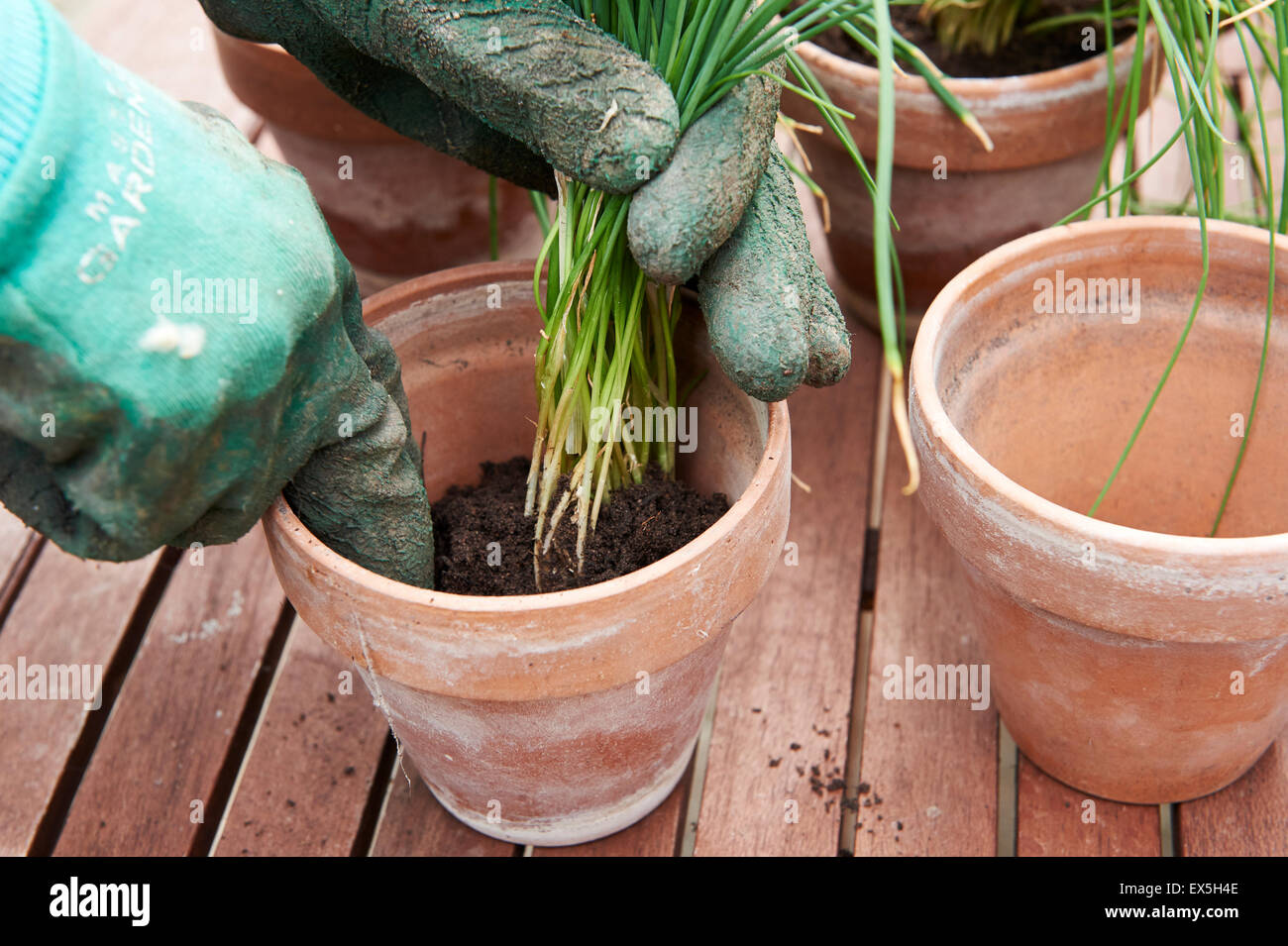 Un giardiniere di incapsulazione su erba cipollina in vasi di terracotta. Foto Stock