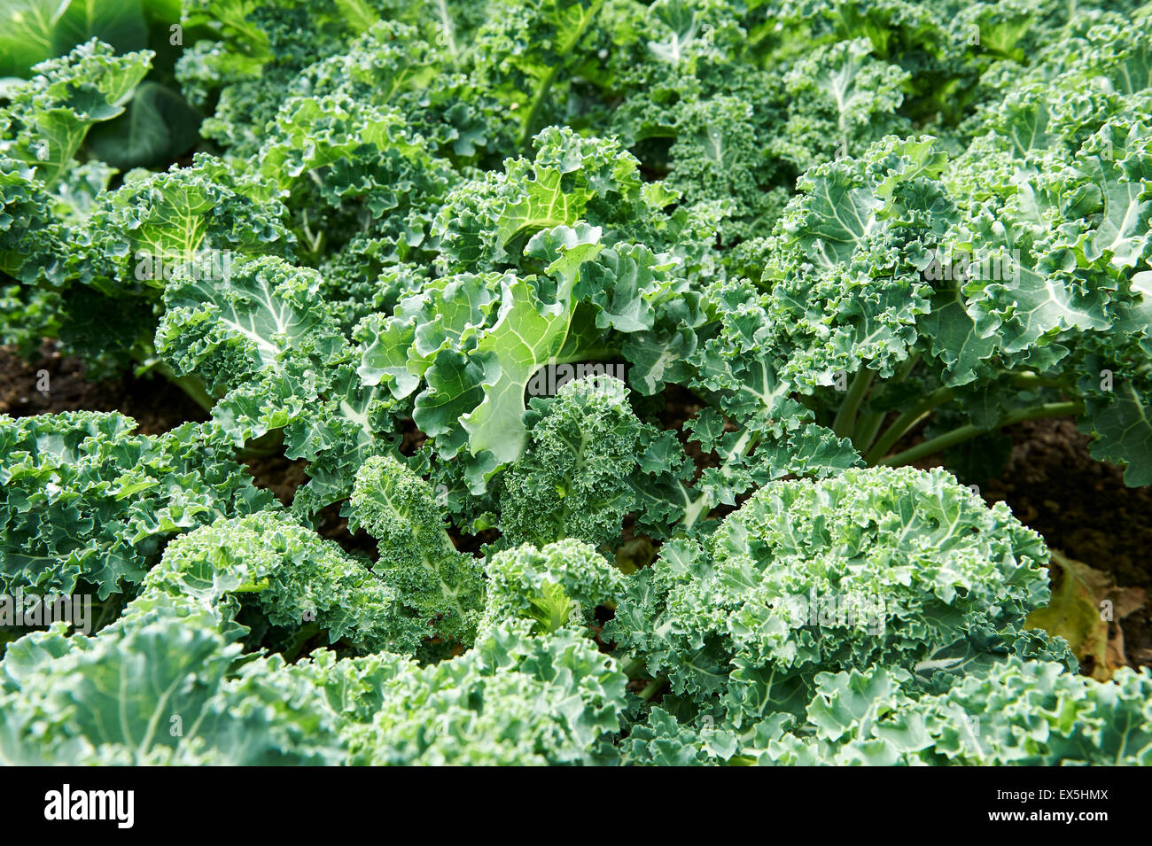 Kale piante che crescono in un orto. Foto Stock