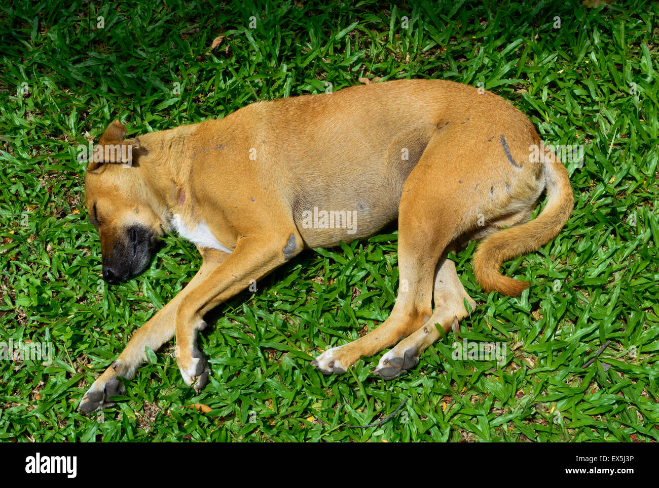 Sleeping indiano Cane di strada Foto Stock
