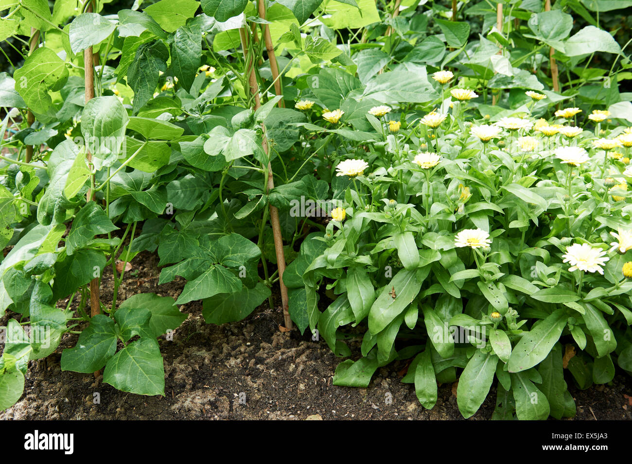 Runner Fagioli e fave di arrampicata sulla coltivazione della canna da zucchero Wigwams con Le calendule alla base. Foto Stock