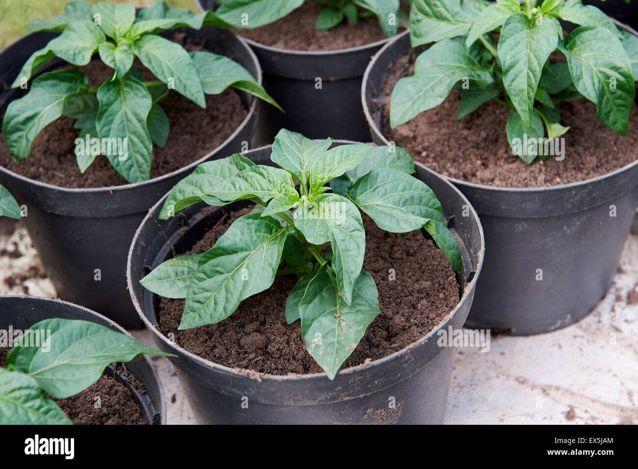 "Razzmatazz' Pepe di piante in vaso in una serra. Foto Stock