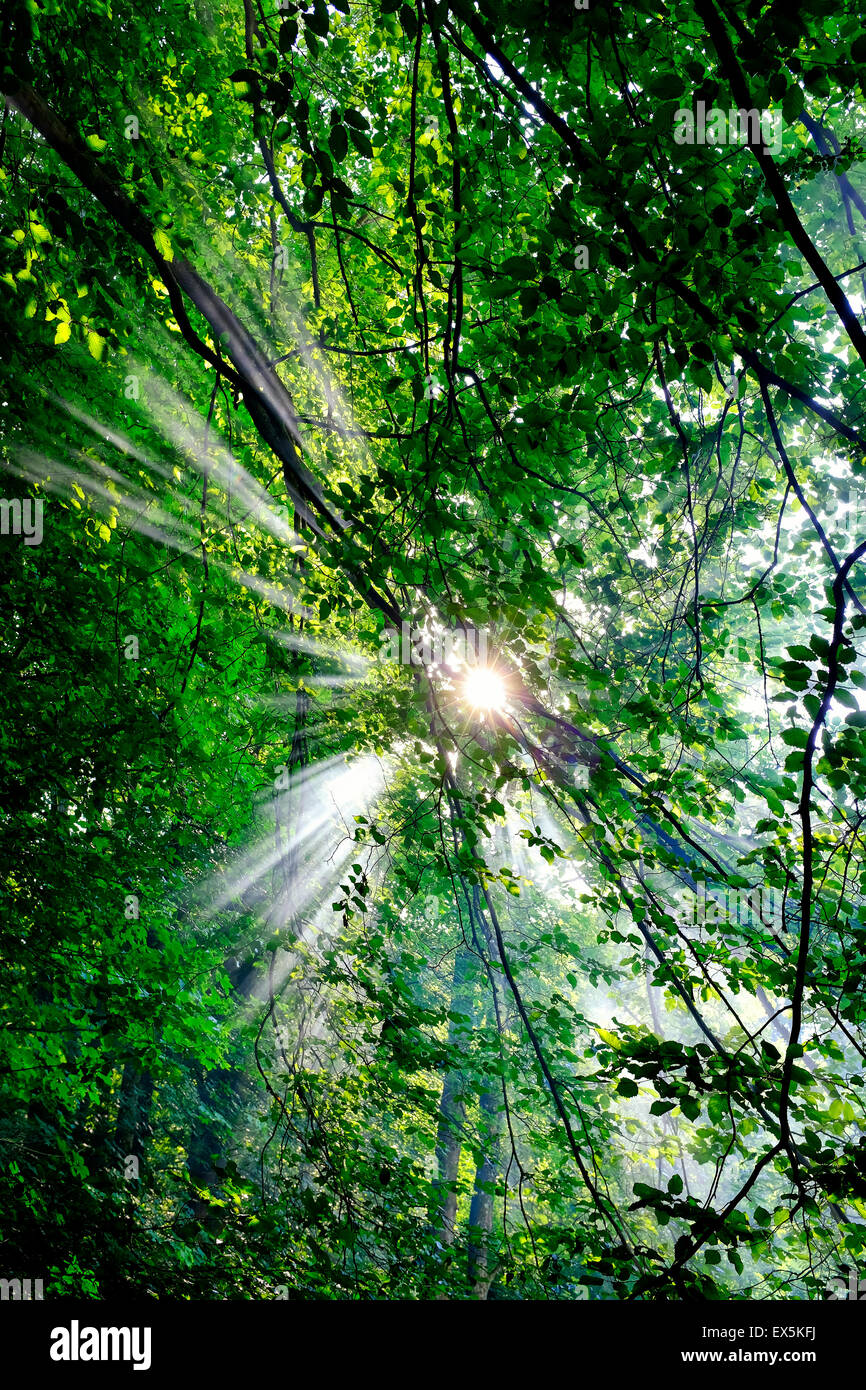 Sunray attraverso la foresta Foto Stock